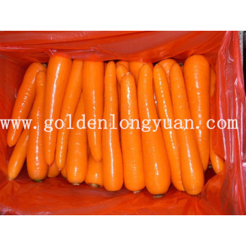 Carton frais de la carotte fraîche de la carotte 10kg